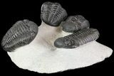 Four Large Pedinopariops Trilobites - Killer Piece! #76395-6